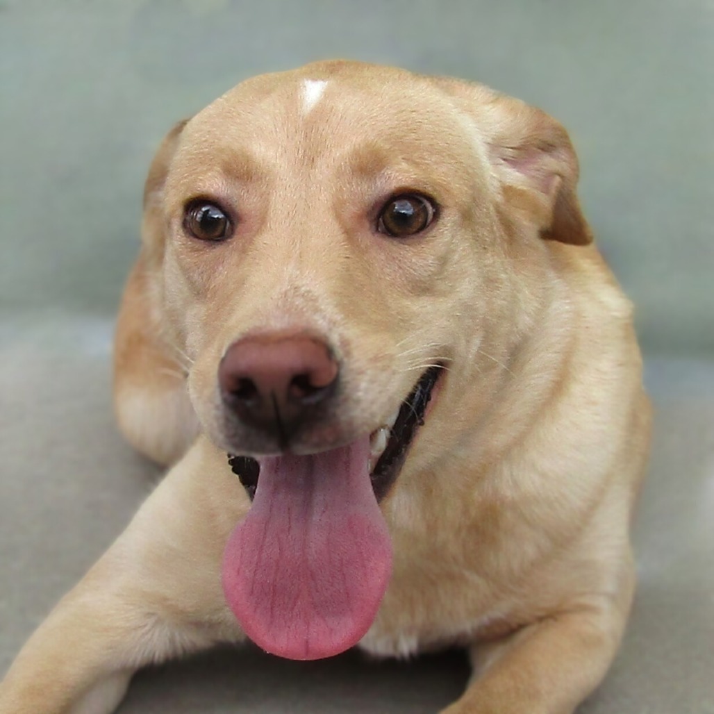 Maggie, an adoptable Mixed Breed in Las Cruces, NM, 88012 | Photo Image 1