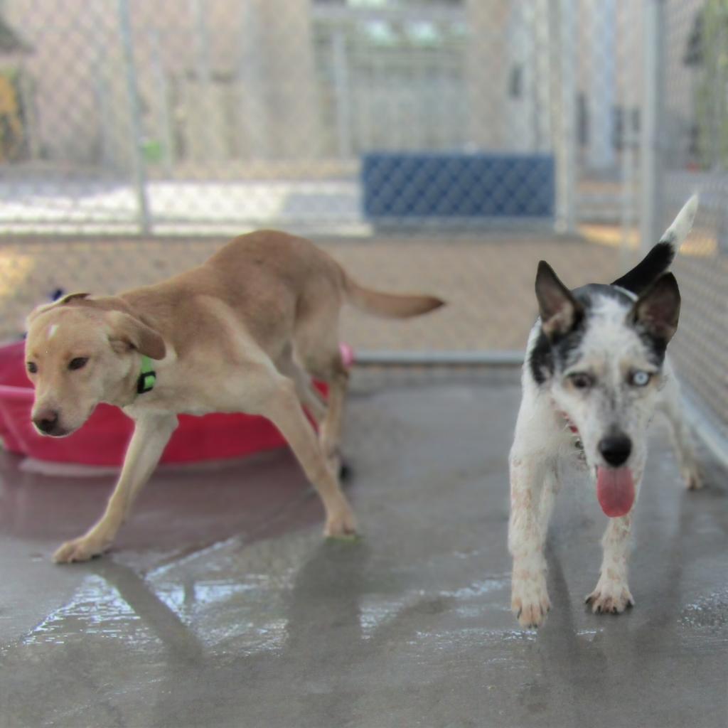 Maggie, an adoptable Mixed Breed in Las Cruces, NM, 88012 | Photo Image 3