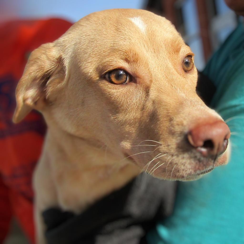 Maggie, an adoptable Mixed Breed in Las Cruces, NM, 88012 | Photo Image 4