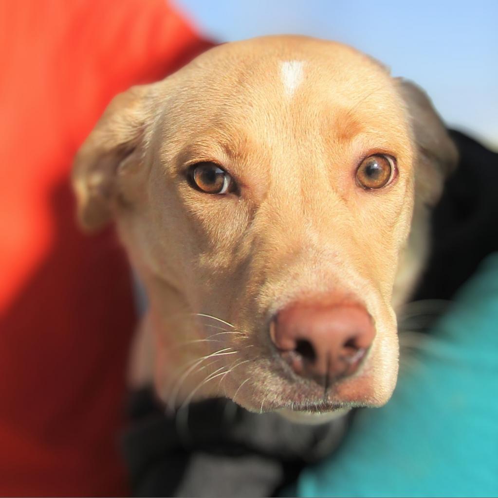 Maggie, an adoptable Mixed Breed in Las Cruces, NM, 88012 | Photo Image 5