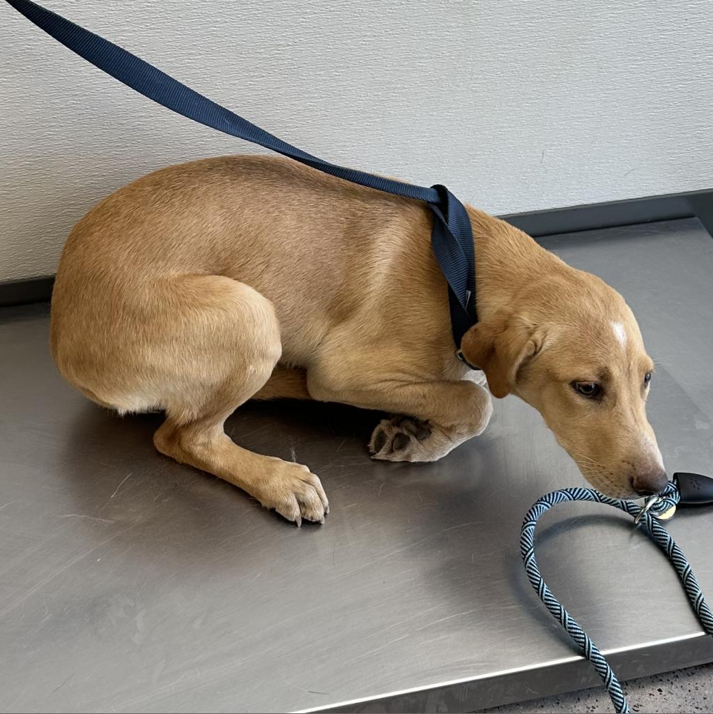 Maggie, an adoptable Mixed Breed in Las Cruces, NM, 88012 | Photo Image 6