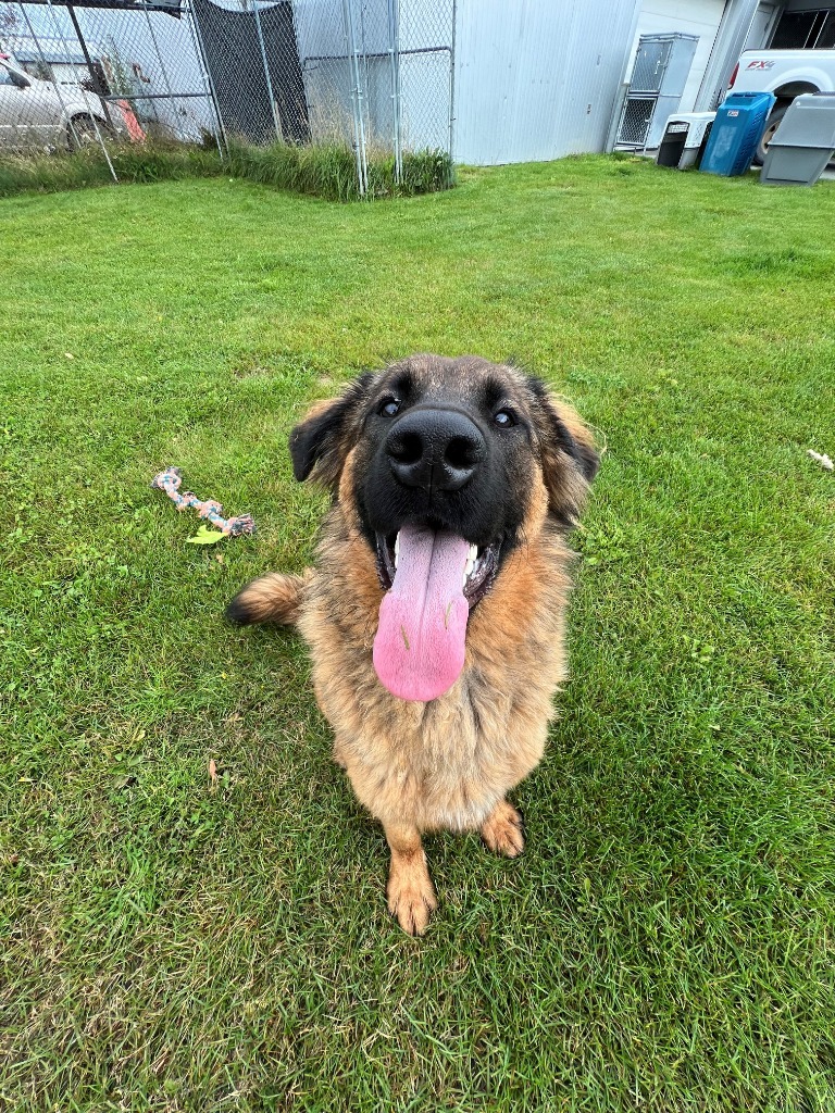 Lonnie, an adoptable Shepherd in Kenai, AK, 99611 | Photo Image 1