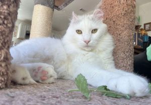 Vinny Chums Turkish Van Cat