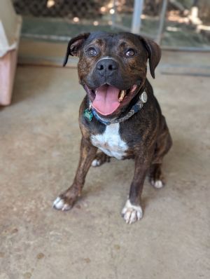 This big boy is looking for a home Pizza is a friendly and robust brindle Cane Corso mix who loves