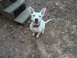 This playful pup is looking and listening for a home Winter and her sister Willow were found wond