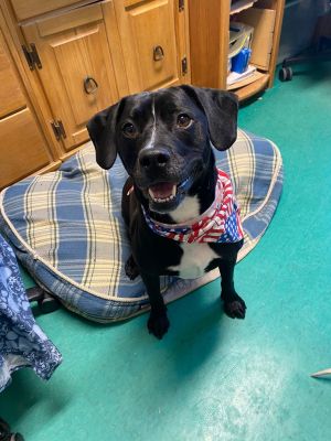 Diesel, Adult Male Beagle
