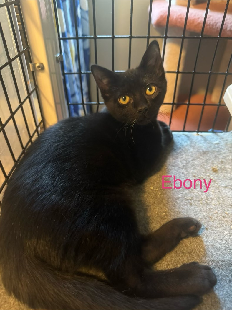 Ebony, an adoptable Domestic Short Hair in Wasilla, AK, 99654 | Photo Image 1