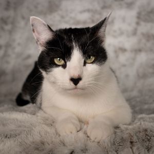 Merlotte - Andrea foster, Adult Male Domestic Short Hair