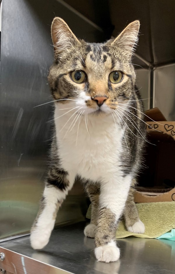 Jelly Bean, an adoptable Domestic Short Hair in Great Falls, MT, 59405 | Photo Image 1