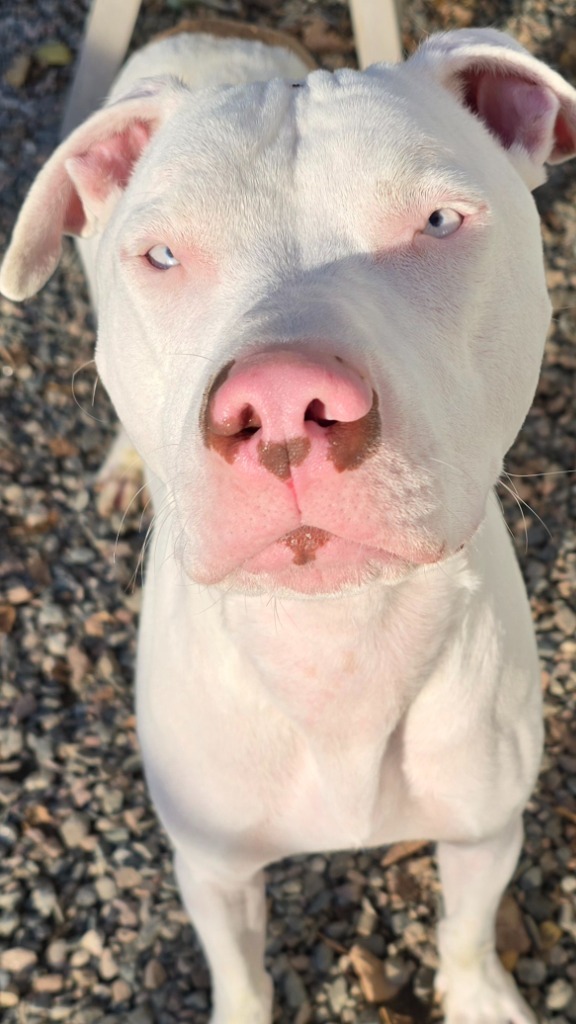 Pierce, an adoptable Pit Bull Terrier in Virginia, MN, 55792 | Photo Image 1