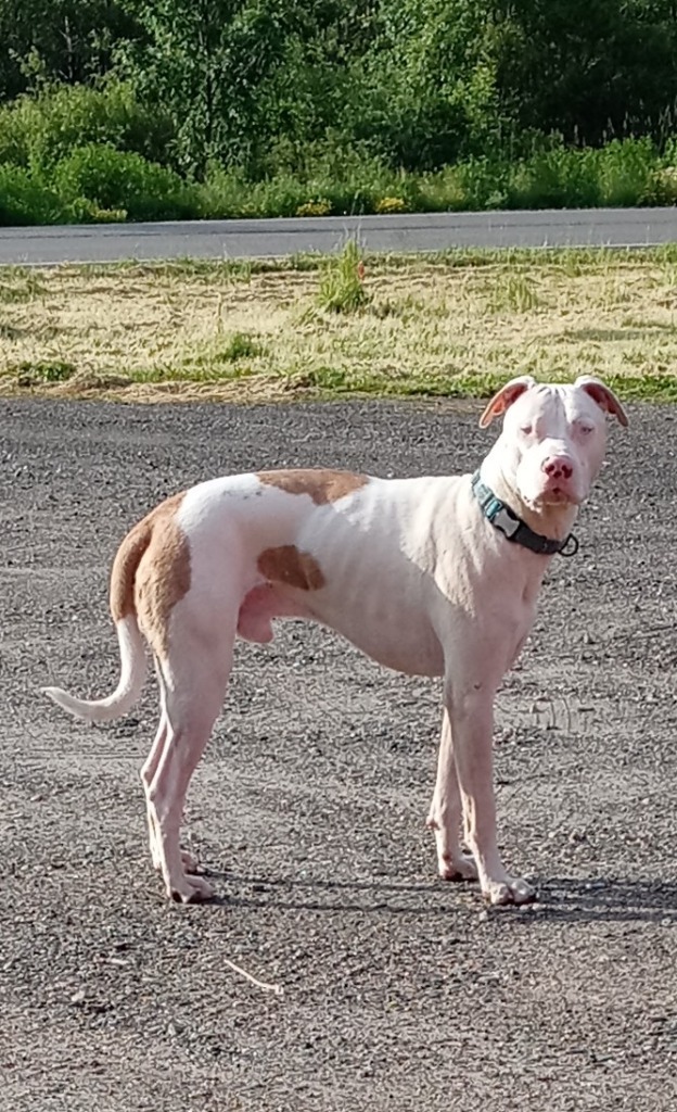 Pierce, an adoptable Pit Bull Terrier in Virginia, MN, 55792 | Photo Image 2