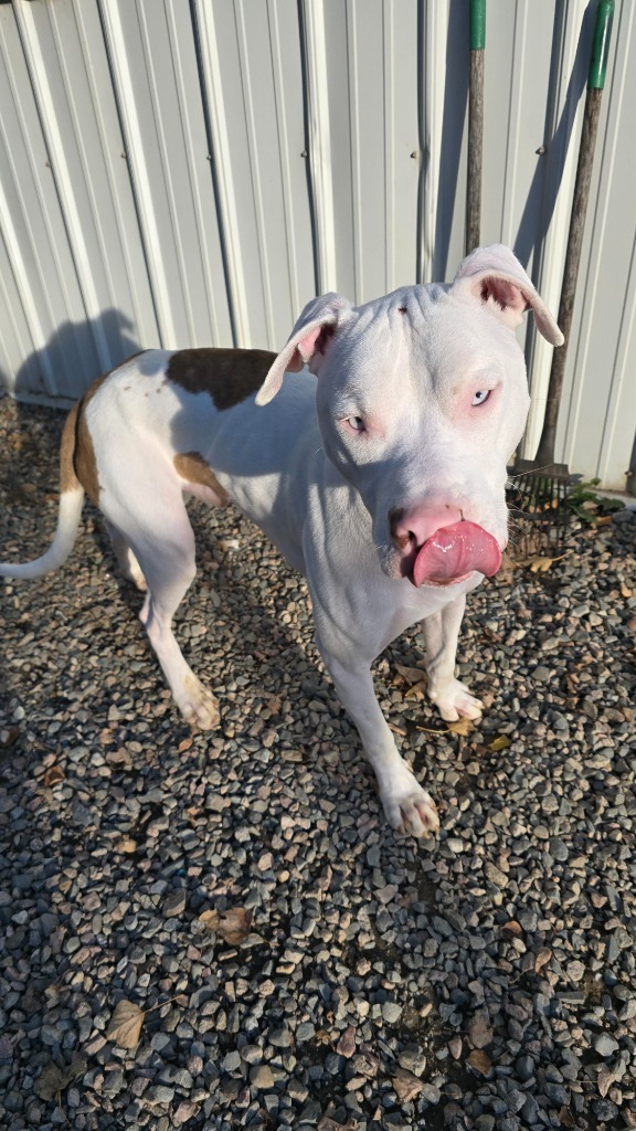 Pierce, an adoptable Pit Bull Terrier in Virginia, MN, 55792 | Photo Image 3