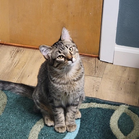 Abu, an adoptable Domestic Short Hair in Bismarck, ND, 58507 | Photo Image 1