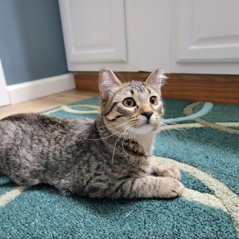 Abu, an adoptable Domestic Short Hair in Bismarck, ND, 58507 | Photo Image 3