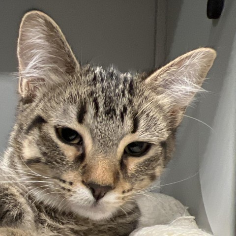 Abu, an adoptable Domestic Short Hair in Bismarck, ND, 58507 | Photo Image 5