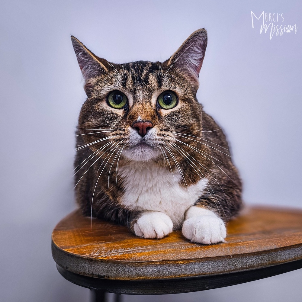 Malloy, an adoptable Domestic Short Hair in Spokane , WA, 99209 | Photo Image 5