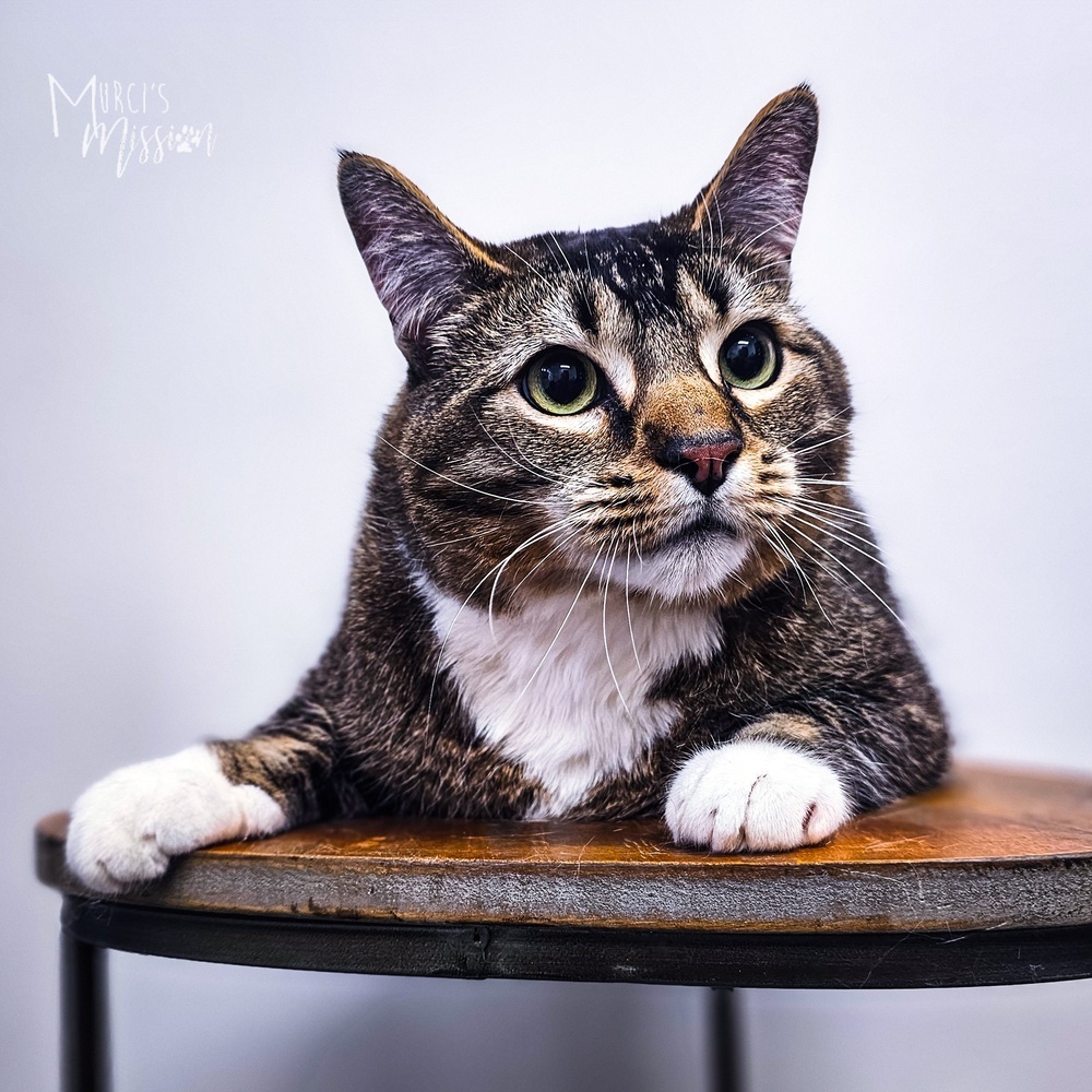 Gotenks, an adoptable Domestic Short Hair in Spokane , WA, 99209 | Photo Image 3