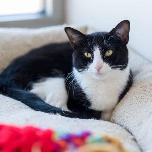 Mercury, Adult Female Domestic Short Hair