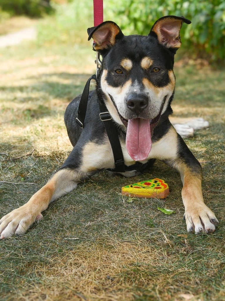 Arlo