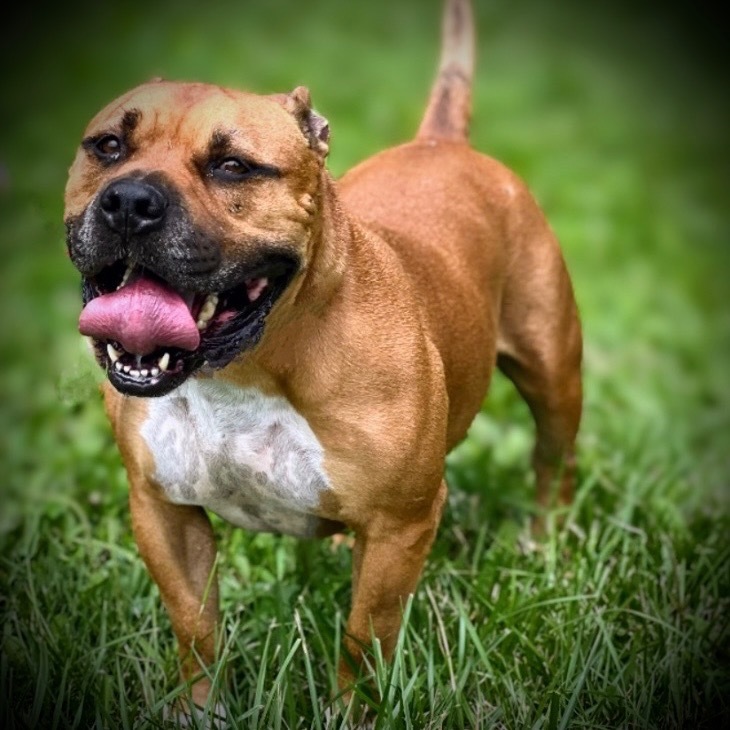 Bucky, an adoptable Pit Bull Terrier, Mixed Breed in Pittsfield, IL, 62363 | Photo Image 1