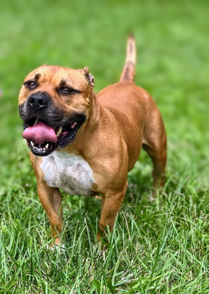 Bucky, an adoptable Pit Bull Terrier, Mixed Breed in Pittsfield, IL, 62363 | Photo Image 2