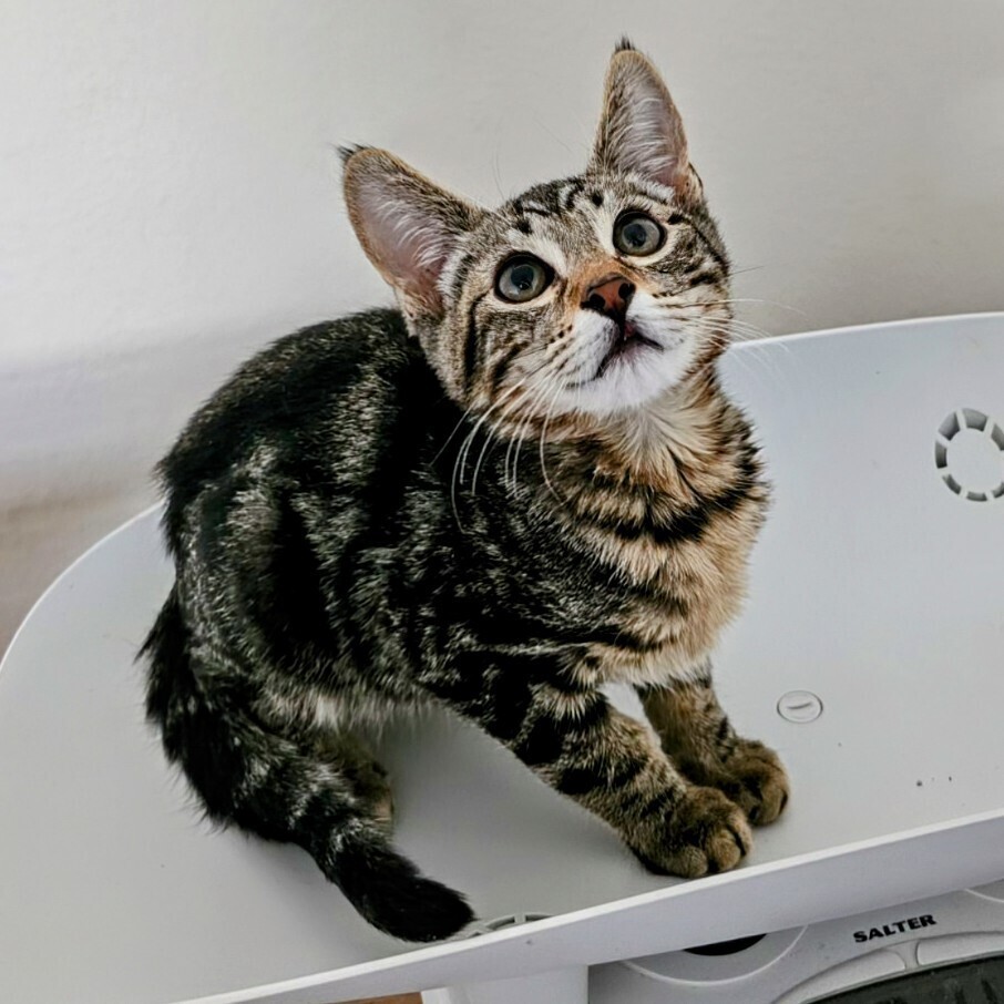 Manny, an adoptable Domestic Short Hair in Thatcher, AZ, 85552 | Photo Image 1