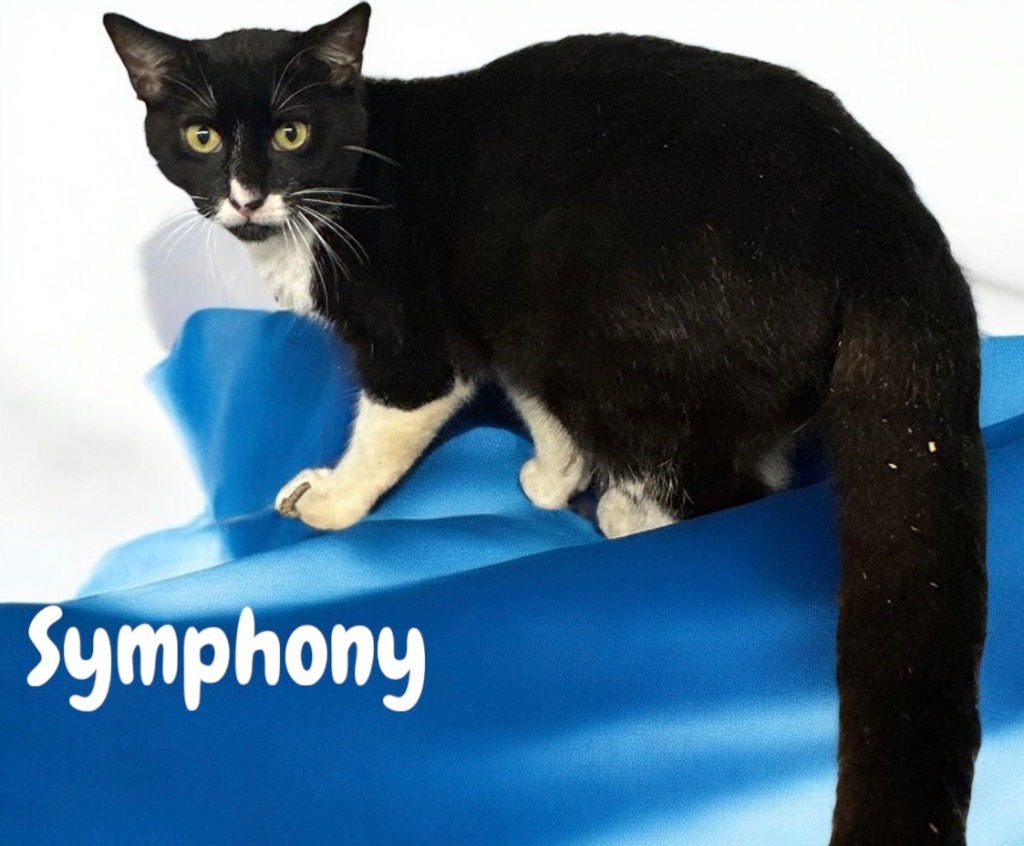 Symphony, an adoptable Domestic Short Hair in Sorrento, LA, 70778 | Photo Image 1