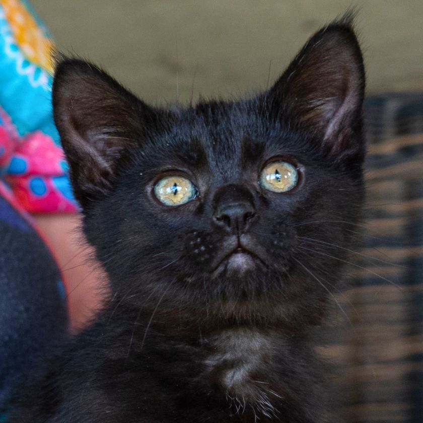 Max, an adoptable Domestic Short Hair in Laramie, WY, 82073 | Photo Image 1