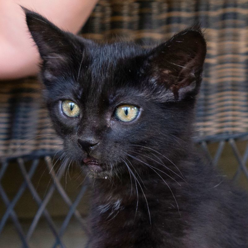 Max, an adoptable Domestic Short Hair in Laramie, WY, 82073 | Photo Image 2