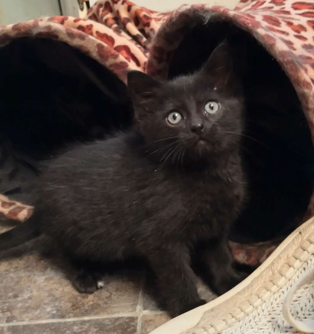 Max, an adoptable Domestic Short Hair in Laramie, WY, 82073 | Photo Image 3