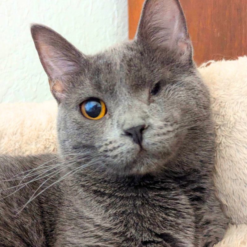 Roya, an adoptable Domestic Short Hair in Laramie, WY, 82073 | Photo Image 1