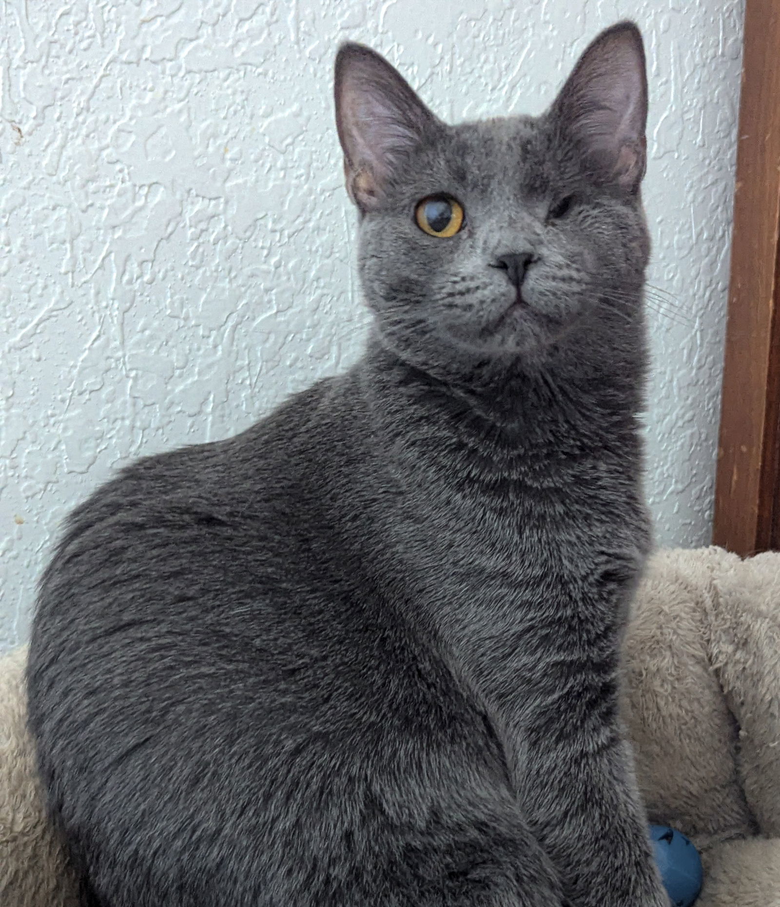 Roya, an adoptable Domestic Short Hair in Laramie, WY, 82073 | Photo Image 2