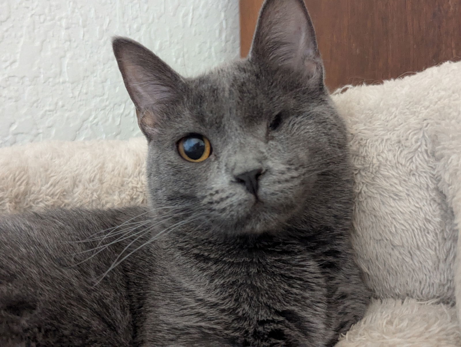 Roya, an adoptable Domestic Short Hair in Laramie, WY, 82073 | Photo Image 3