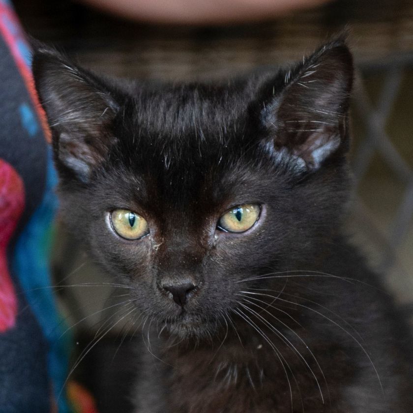 Mel, an adoptable Domestic Short Hair in Laramie, WY, 82073 | Photo Image 1