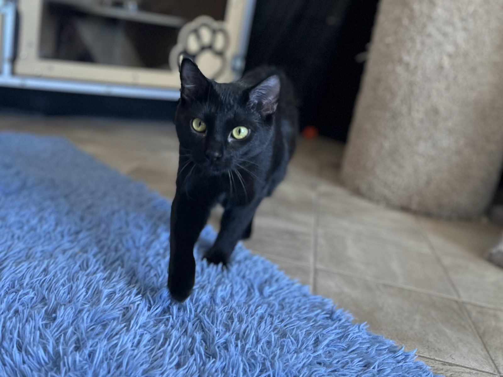 Mel, an adoptable Domestic Short Hair in Laramie, WY, 82073 | Photo Image 1