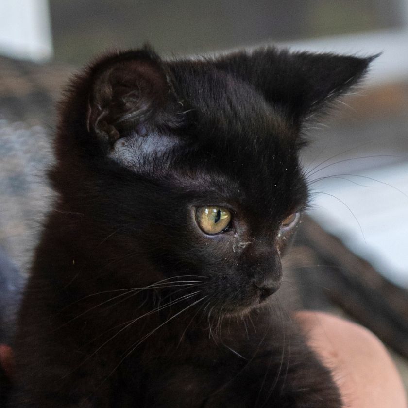 Mel, an adoptable Domestic Short Hair in Laramie, WY, 82073 | Photo Image 2