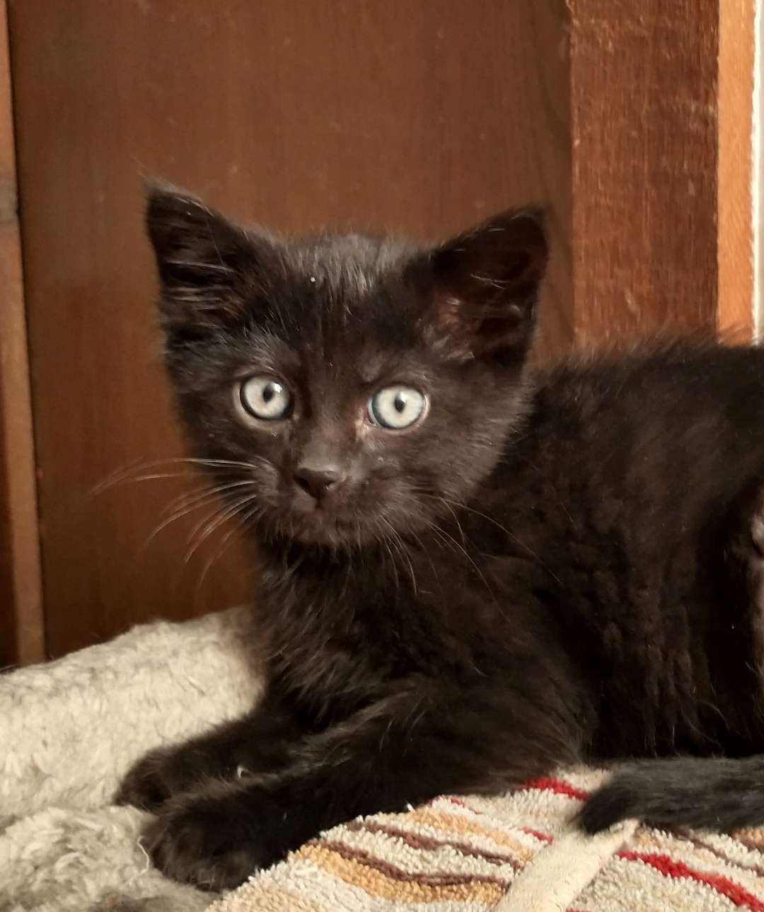 Mel, an adoptable Domestic Short Hair in Laramie, WY, 82073 | Photo Image 3