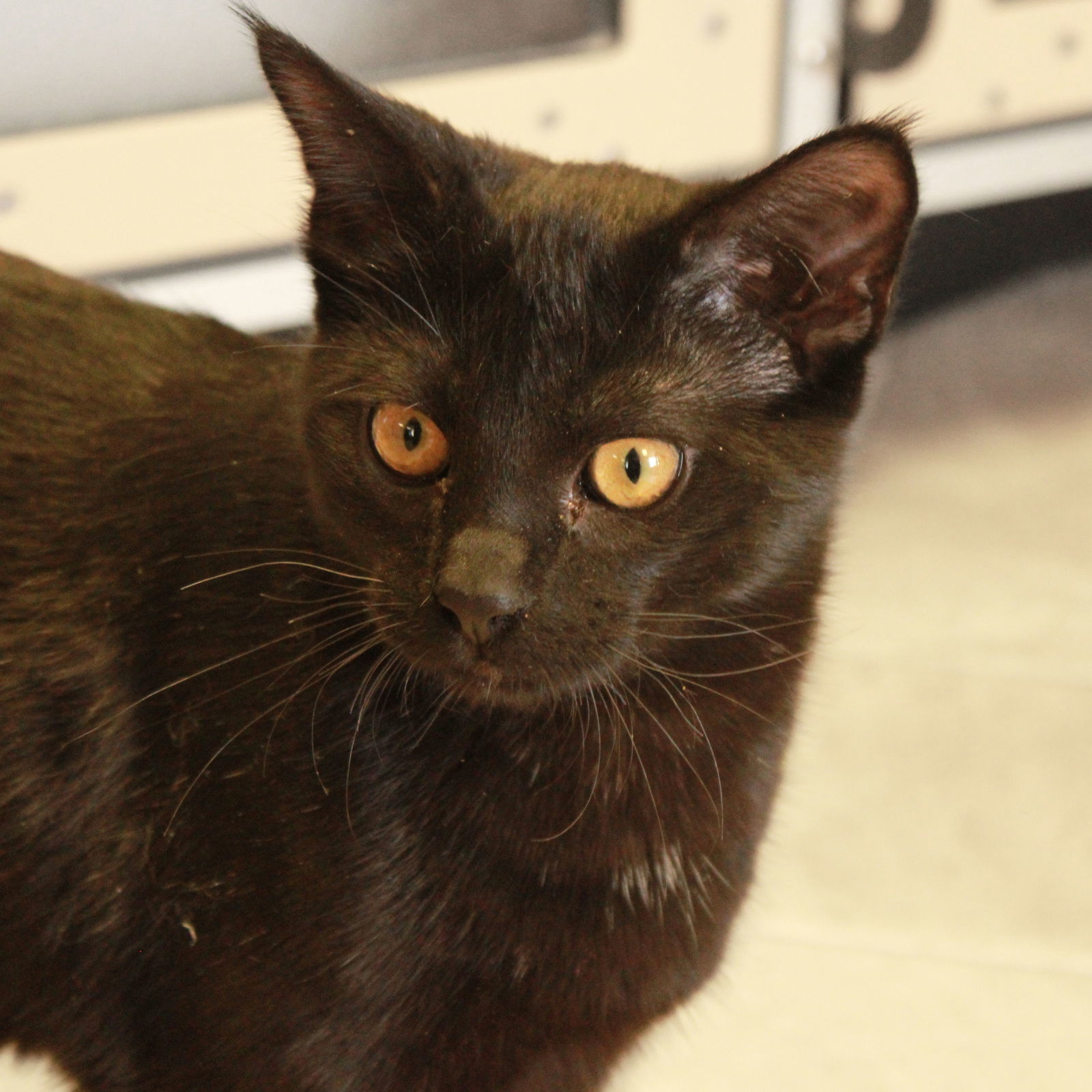 Mel, an adoptable Domestic Short Hair in Laramie, WY, 82073 | Photo Image 3