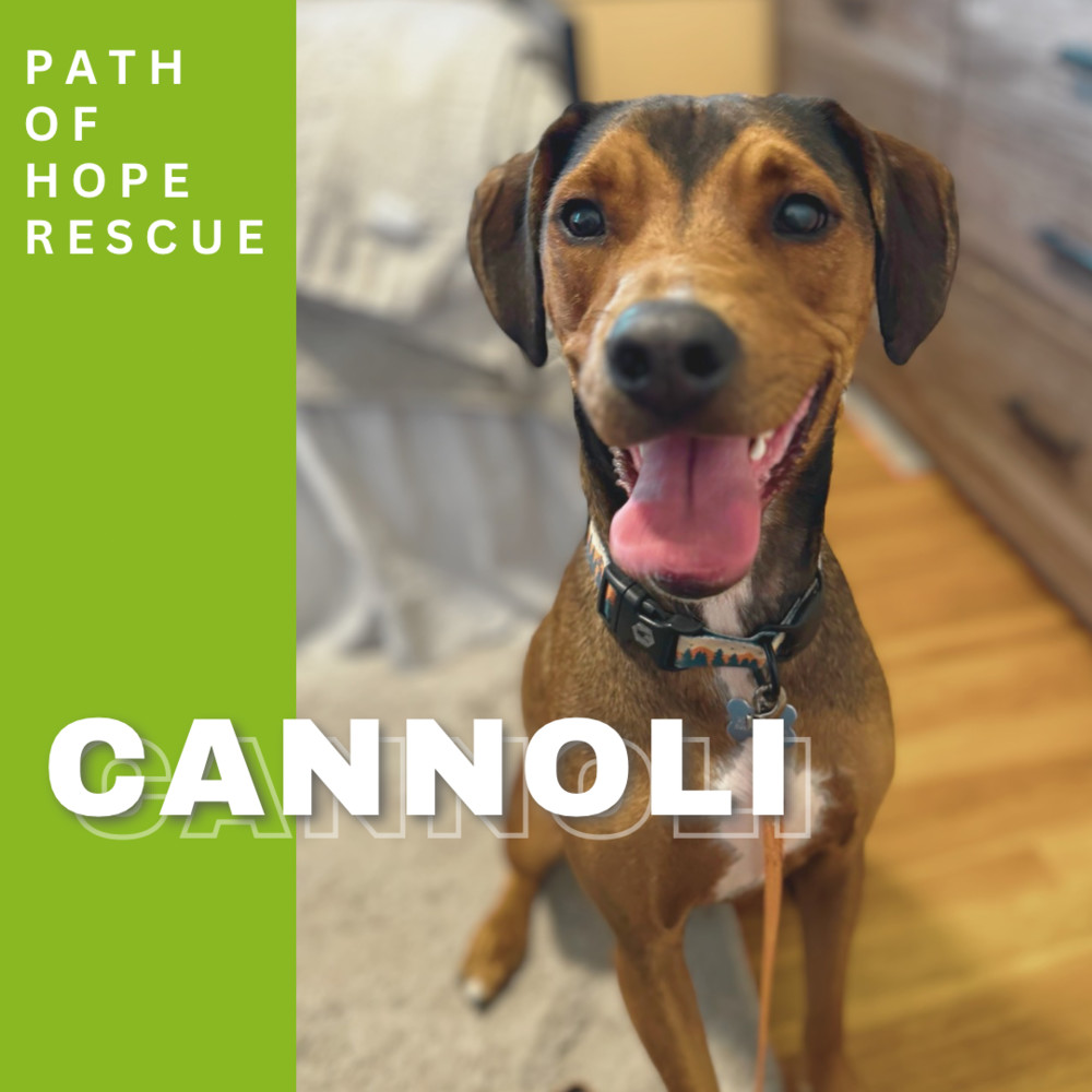 Cannoli, an adoptable Treeing Walker Coonhound in Spokane, WA, 99207 | Photo Image 7