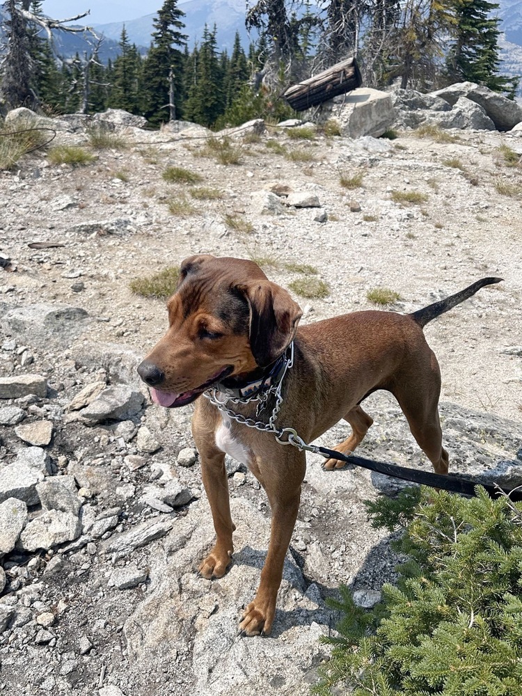 Cannoli, an adoptable Treeing Walker Coonhound in Spokane, WA, 99207 | Photo Image 9