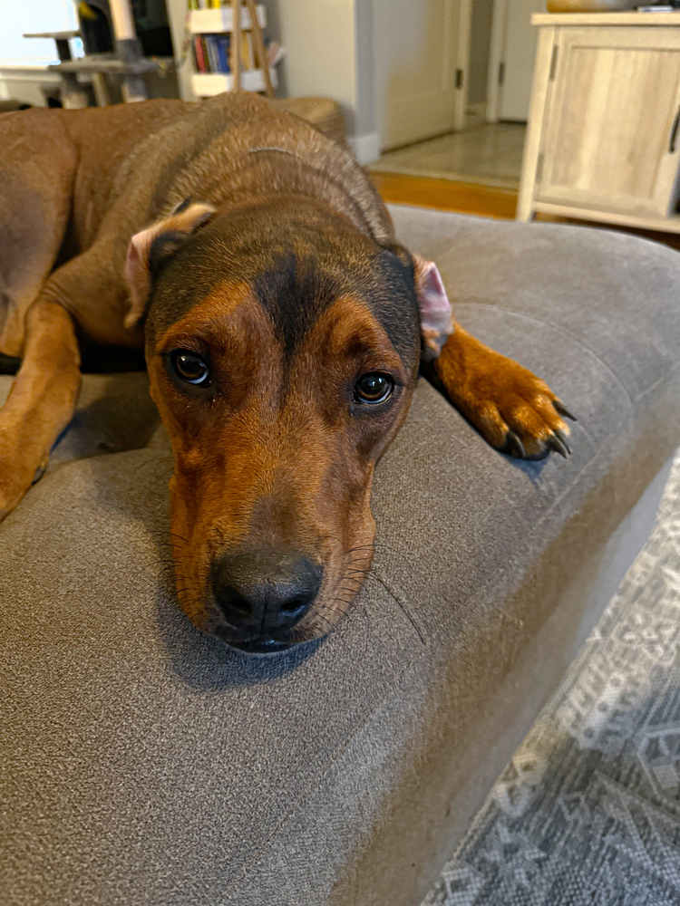 Cannoli, an adoptable Treeing Walker Coonhound in Spokane, WA, 99207 | Photo Image 11