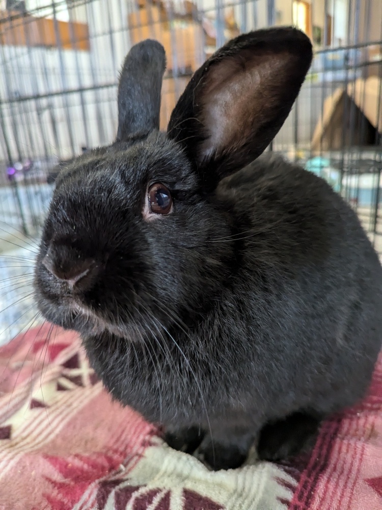 Pepper