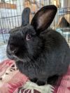 Pepper photo 1