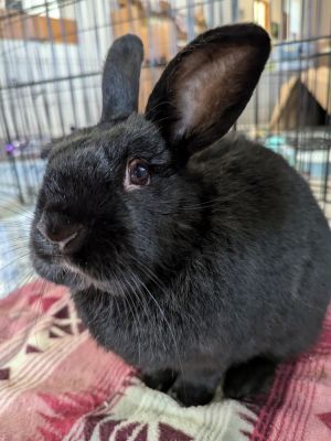 Pepper, Adult Male Bunny Rabbit