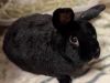 Pepper photo 2