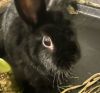 Pepper photo 3
