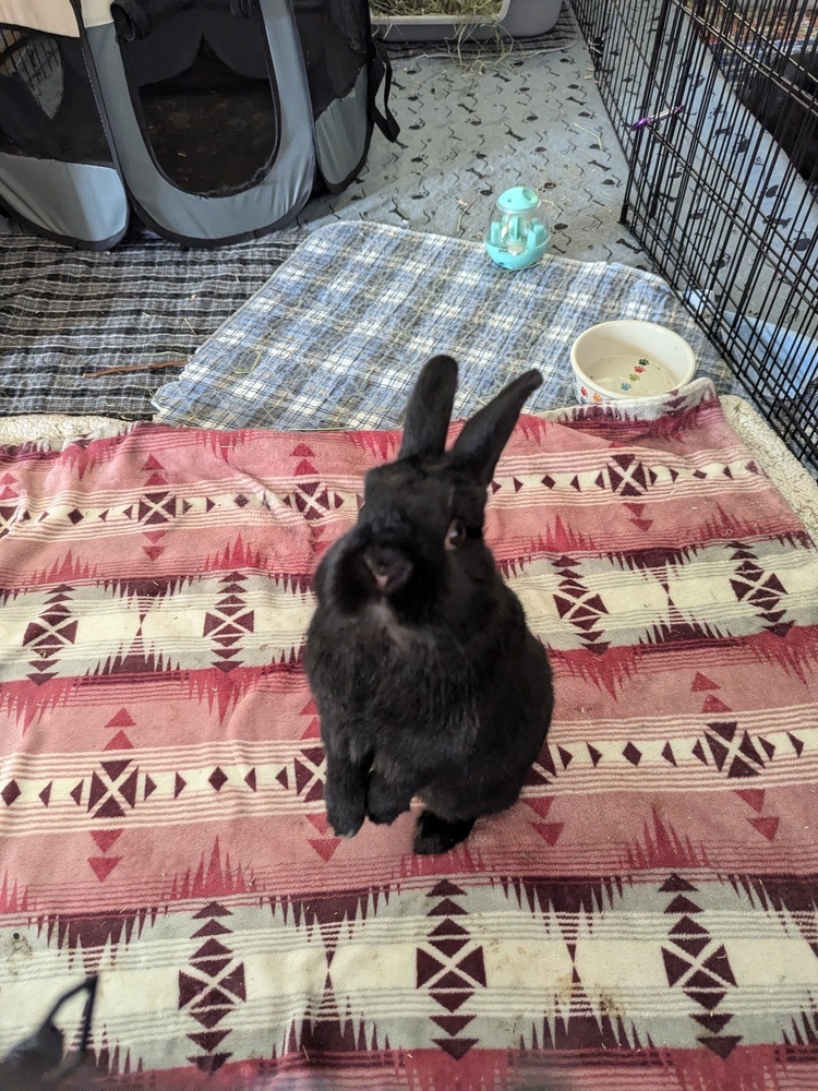 Pepper