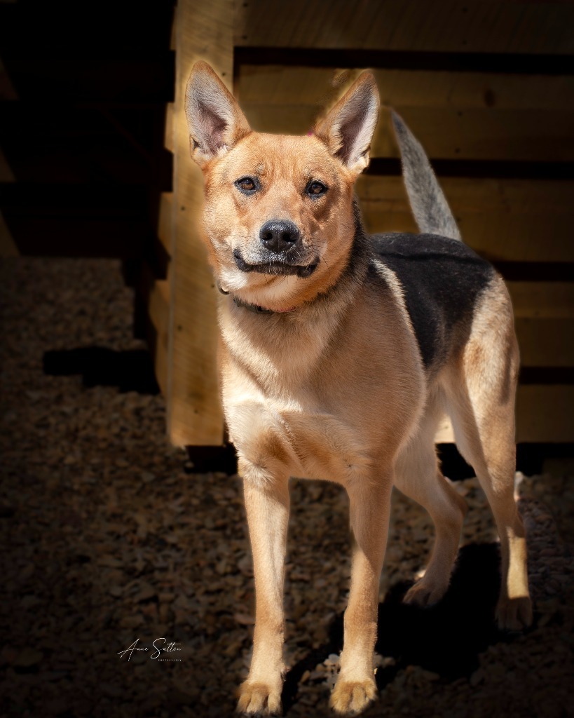 Nala****, an adoptable German Shepherd Dog in Hot Springs, SD, 57747 | Photo Image 1