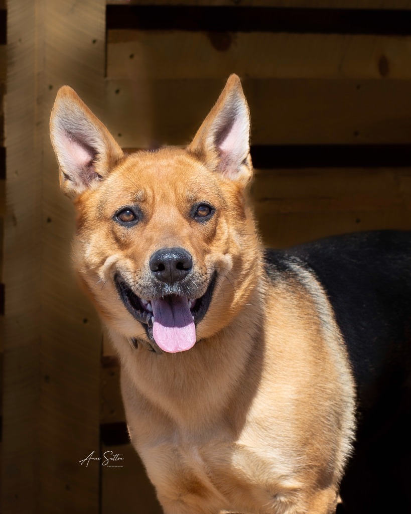 Nala****, an adoptable German Shepherd Dog in Hot Springs, SD, 57747 | Photo Image 2