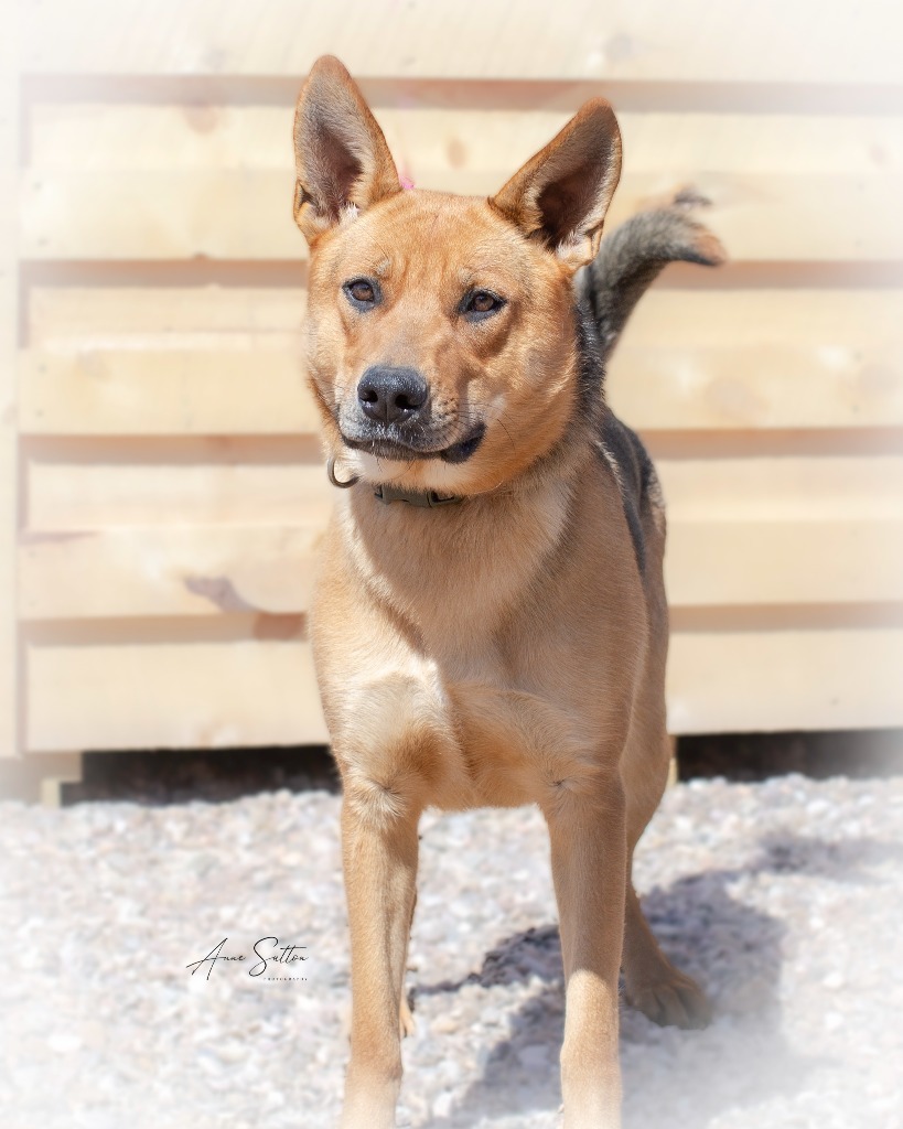 Nala****, an adoptable German Shepherd Dog in Hot Springs, SD, 57747 | Photo Image 3